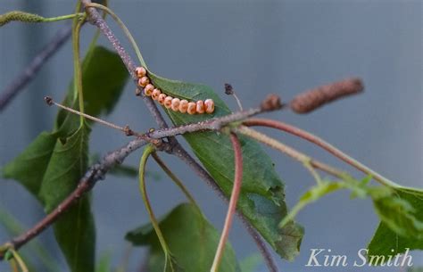 Cecropia Moth Eggs Copyright Kim Smith Kim Smith Films