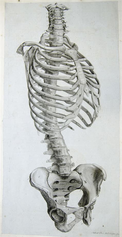 Engraving Showing Side View Of The Bones Of The Torso By Andrew Bell
