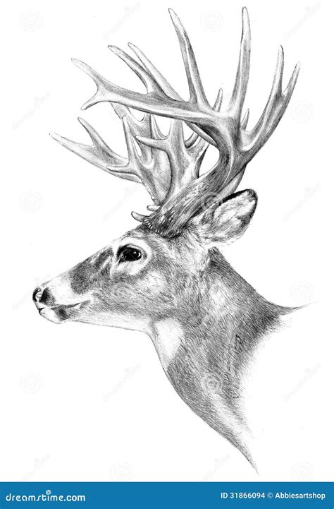 Deer Wildlife Drawings Wallpapers Gallery