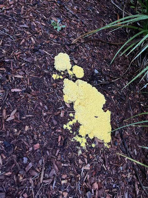 Saw Slime Mold A Few Weeks Back For The First Time Interested In