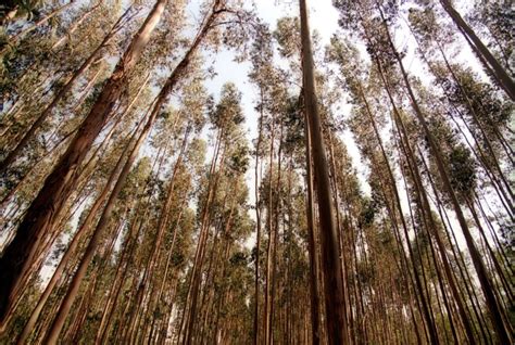 Eucalipto Já Se Tornou A Primeira Espécie Da Floresta Nacional PÚblico