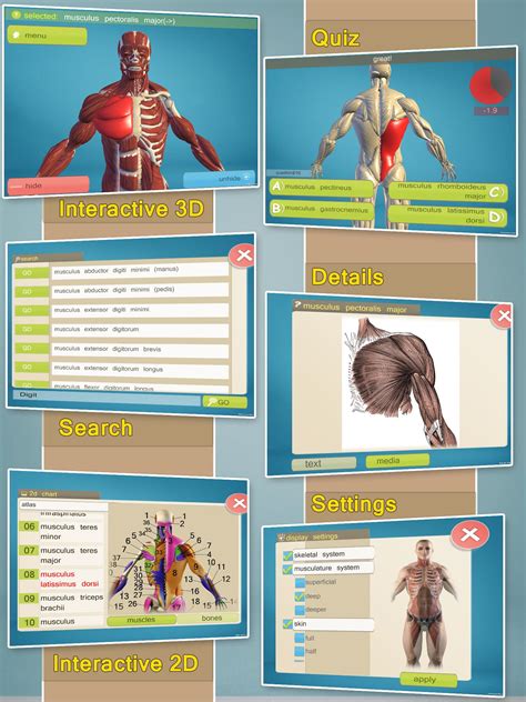 Easy Anatomy 3d Learn Anatomy Последняя версия 50 для Android