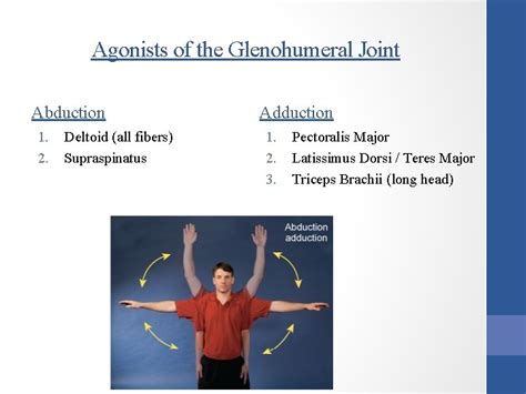 Anatomy And Kinesiology Of The Shoulder Girdle Lesson