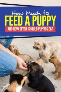 How often should a puppy eat? How Much to Feed a Puppy & How Often Should Puppies Eat ...