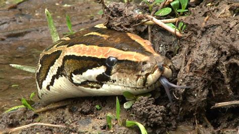 Python Stalks Alligator 01 Dangerous Animals In Florida Youtube
