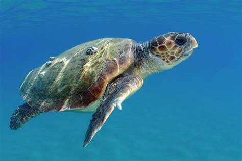 Loggerhead Sea Turtle Animal Facts For Kids Characteristics And Pictures
