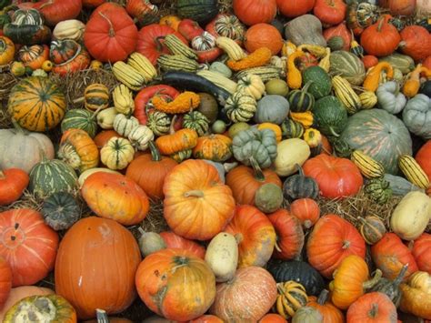 Pumpkin Autumn Harvest Festival Photos In  Format Free And Easy