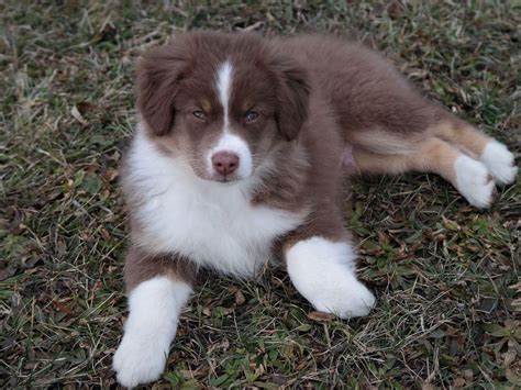 Advice from breed experts to make a safe choice. Nickelplate Farm - Miniature American Shepherd Puppies For ...