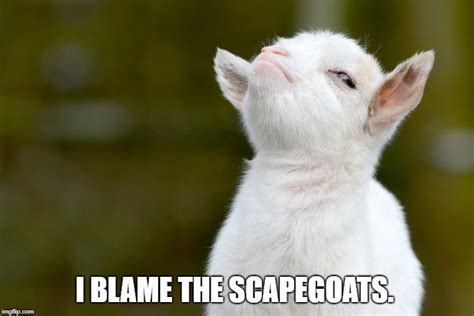 Image Tagged In Proud Baby Goat Imgflip