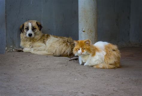 Homeless Comrades Cat And Dog Oklahoma Animal Alliance