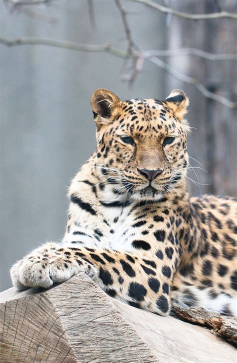 Of All The Leopards The Amur Leopard Is The Most Critically Endangered