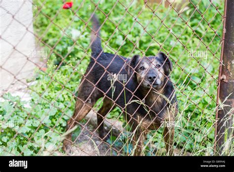 Dog Behind Fence Stock Photo Alamy