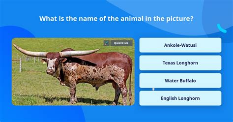 What Is The Name Of The Animal In Trivia Answers Quizzclub