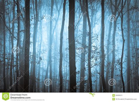 Dark Blue Spooky Forrest With Trees Stock Image Image Of Night
