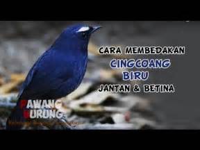 Check spelling or type a new query. Burung Decu Wulung Jantan Dan Betina - Masteran Suara ...