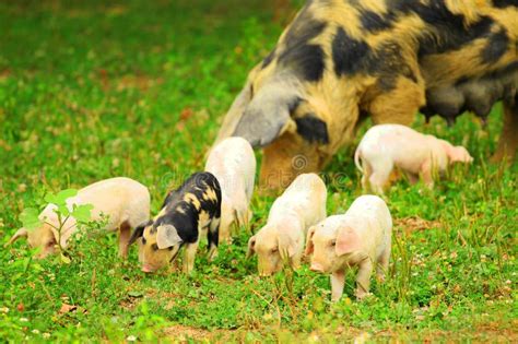 Piglets And Sow Stock Photo Image Of Milk Domestic 96456696