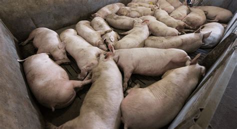Peste Porcina Africana Crisis Mundial Actual Mis Animales