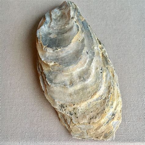 Fossil Clam Drawing Oyster How Can A Clam Cram In A Clean Cream Can