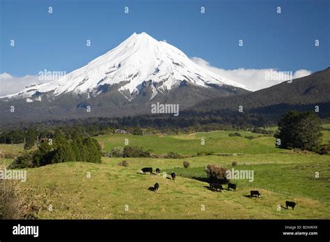 Dairy Cows Farmland Near Inglewood And Mt Taranaki Mt Egmont Taranaki