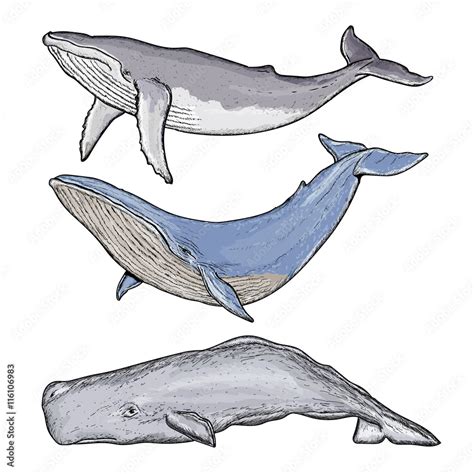 Whales Collection Humpback Whale Blue Whale Sperm Whale Stock Vector