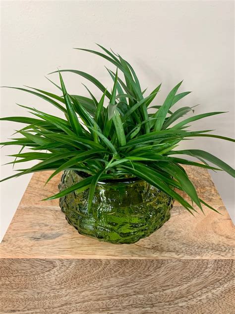 Rooted Baby Green Spider Plant Chlorophytum Comosum Etsy