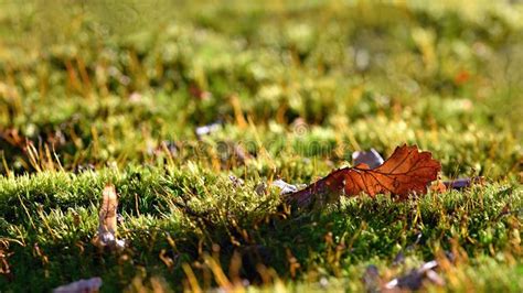 Beautiful Colorful Autumn Leaves Natural Blurry Background In Autumn