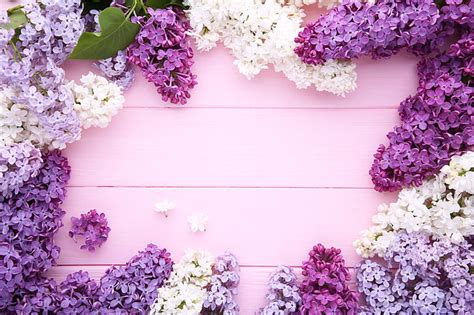 Purple Petaled Flowers Flowers Background Spring Lilac Hd