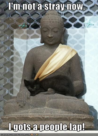 She Who Seeks Zen Cats