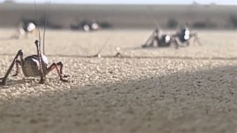 Mormon Crickets Taking Over Parts Of Nevada