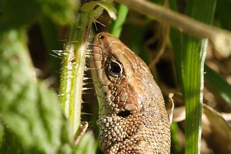 Common Lizards 2014 Reptiles And Amphibians Of The Uk Forum Page 1