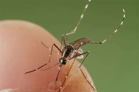 What Makes Mosquito Bites Itch