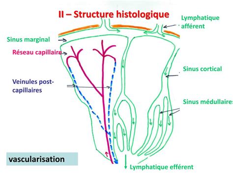 Ppt Ganglion Lymphatique Powerpoint Presentation Free Download Id