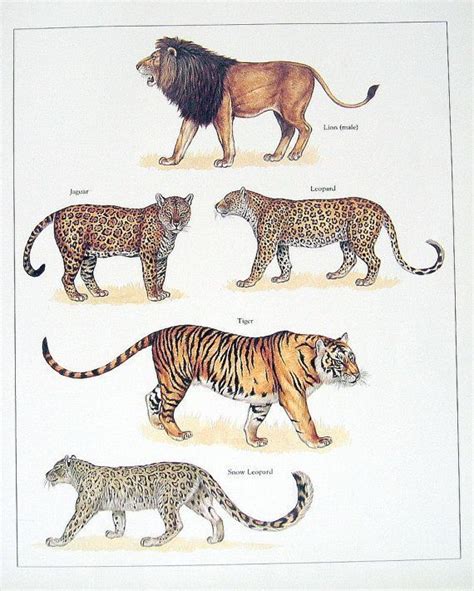 Lion Jaguar Leopard Tiger Snow Leopard Animals Wild Wild Cats Big