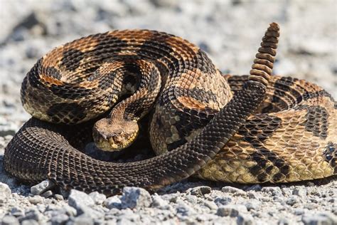 Hay 8 Especies De Víboras De Cascabel En Bcs Esta Es La Temporada De