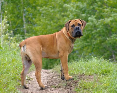 Boerboel Dog Breed Information And Characteristics