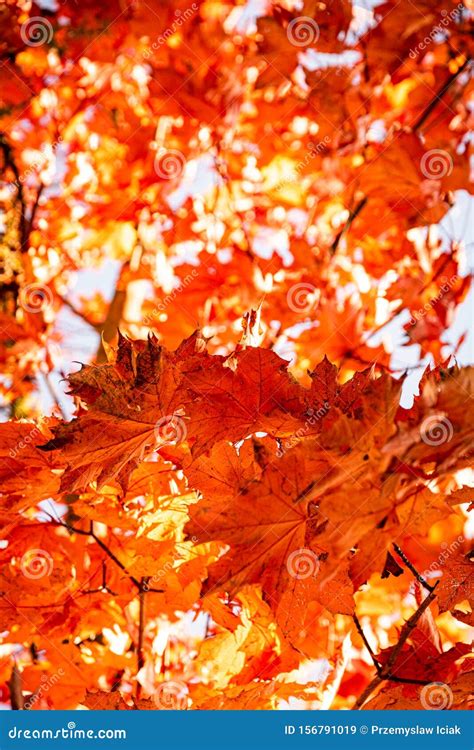 Bright Red Maple Leaves In Fall Against Sky On Tree Stock Image