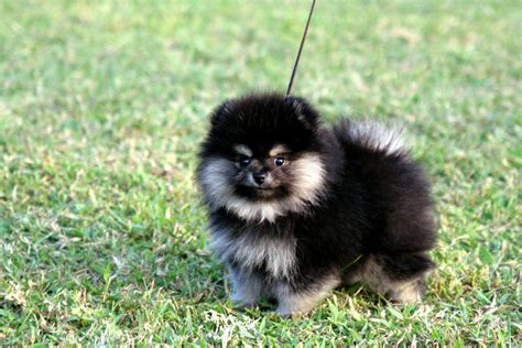 Pomeranian Pictures Photos Pics