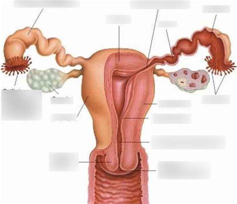 Partes Del Aparato Reproductor Femenino Diagram Quizlet