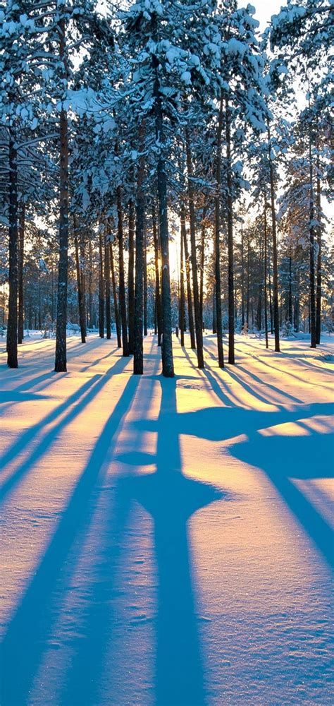 Forest Sunrise Winter Trees Wallpaper 720x1520