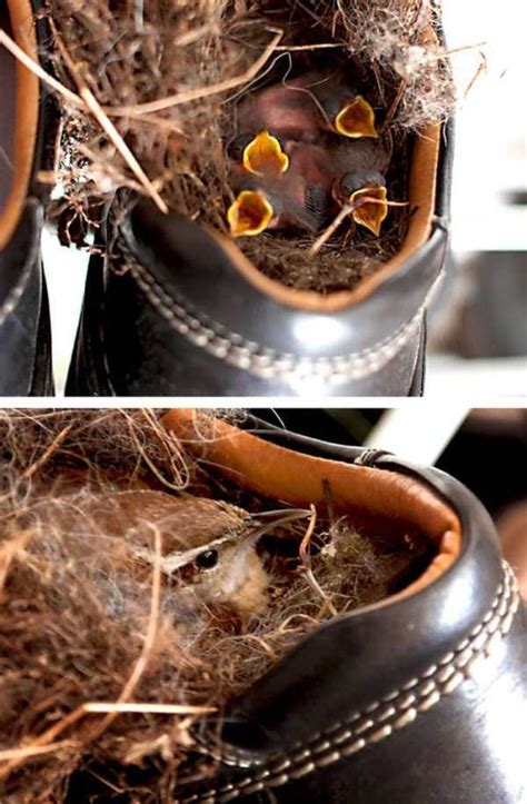 Amazing Birds Nests Built In The Most Unusual Places Klykercom