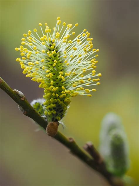 Willow Catkin These Beautiful Willow Catkins Brightened Up My Day