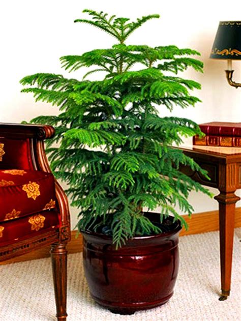 Wonderful Norfolk Pine Houseplants Norfolk Pine Houseplants Norfolk