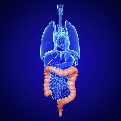 Healthy Large Intestines Photograph By Pixologicstudio Science Photo