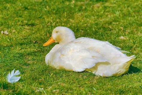 1015 White Duck Sleeping Stock Photos Free And Royalty Free Stock