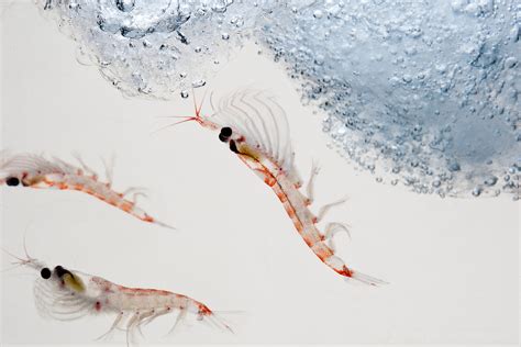 Krill Grazing For Food Maria Stenzel