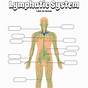 The Lymphatic System Worksheet