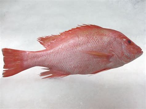 Red Snapper Vn