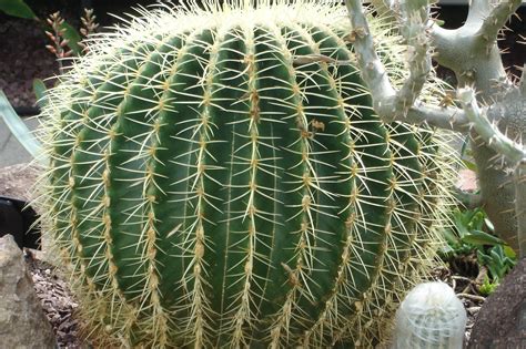 Large Round Cactus Round Cactus Cactus Plants Cactus