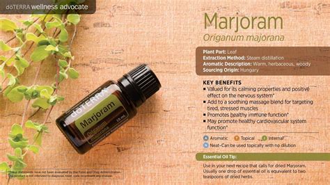 Pin By Laurie Riessland On Oils Marjoram Essential Oil Essential Oil Education Essential Oil