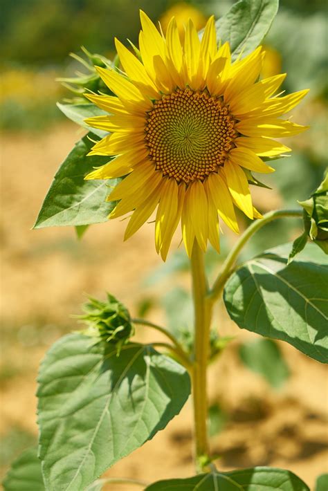 Sunflower Yellow Beautiful Free Photo On Pixabay Pixabay